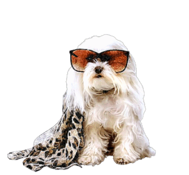 chien